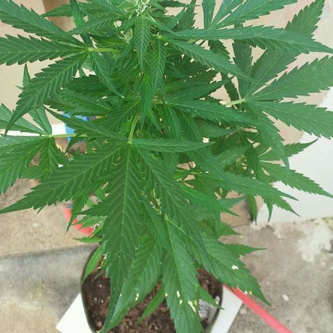 Green Crack Auto growlog timeline photo