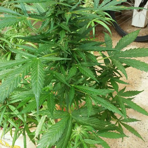 Green Crack Auto growlog timeline photo