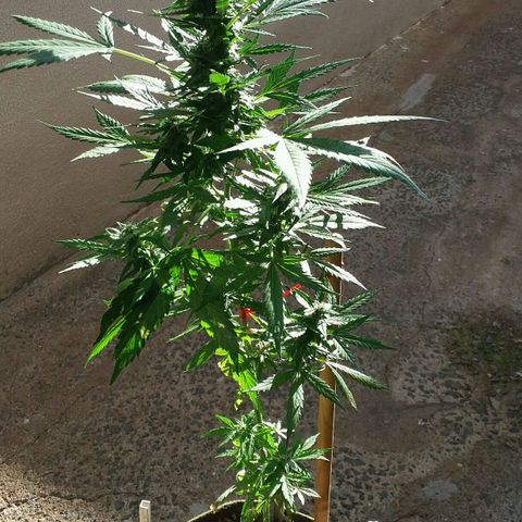 Green Crack Auto growlog timeline photo
