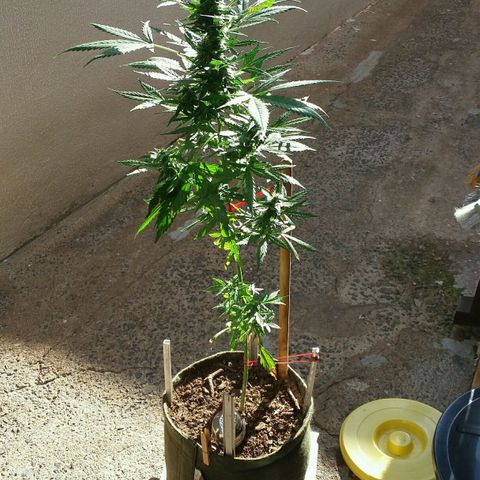 Green Crack Auto growlog timeline photo