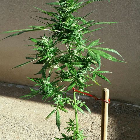 Green Crack Auto growlog timeline photo