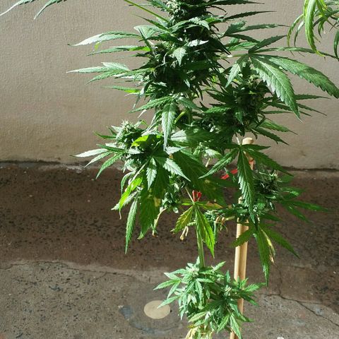 Green Crack Auto growlog timeline photo