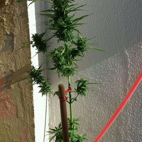 Green Crack Auto growlog timeline photo