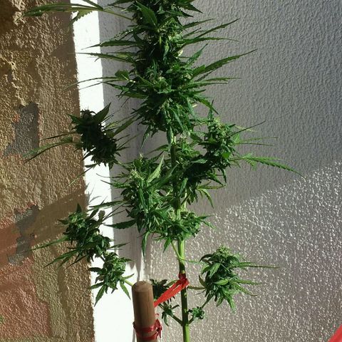 Green Crack Auto growlog timeline photo