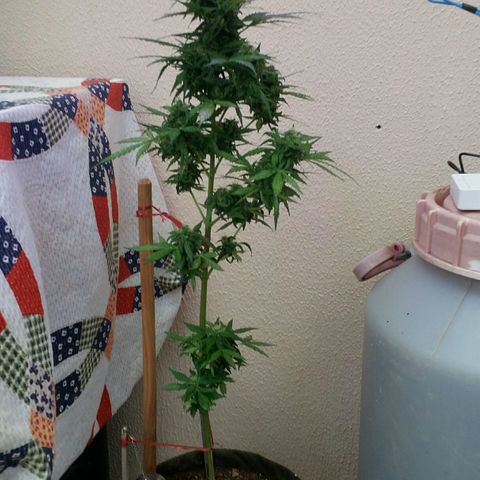 Green Crack Auto growlog timeline photo