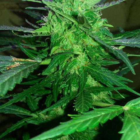 Green Crack Auto growlog timeline photo