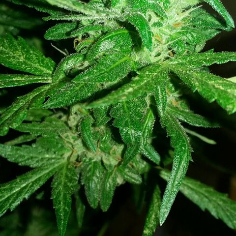 Green Crack Auto growlog timeline photo