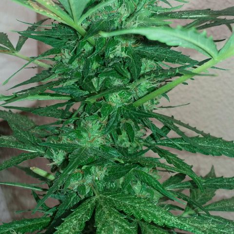 Green Crack Auto growlog timeline photo