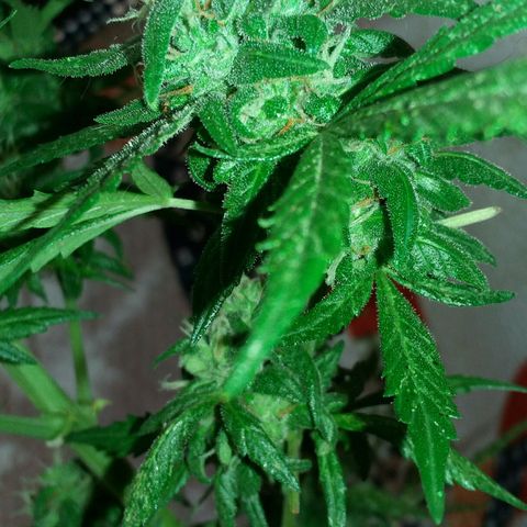 Green Crack Auto growlog timeline photo