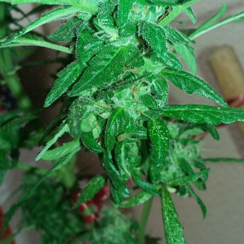 Green Crack Auto growlog timeline photo