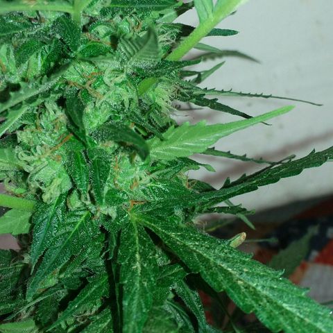 Green Crack Auto growlog timeline photo