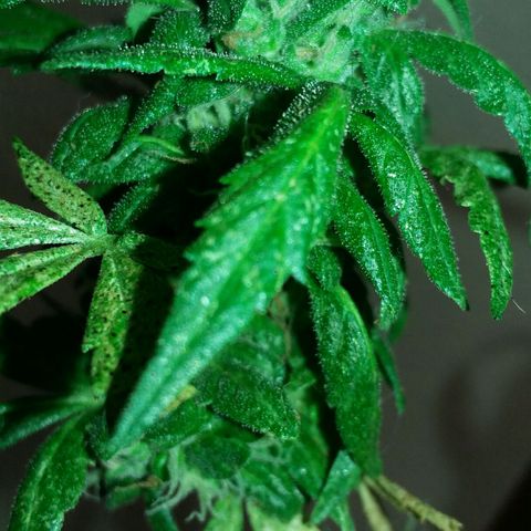 Green Crack Auto growlog timeline photo