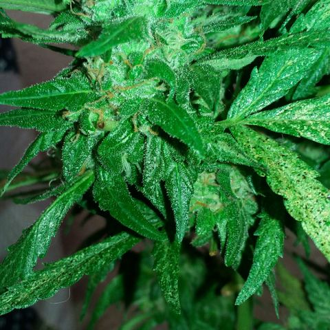 Green Crack Auto growlog timeline photo