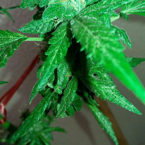 Green Crack Auto growlog timeline photo