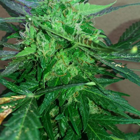 Green Crack Auto growlog timeline photo