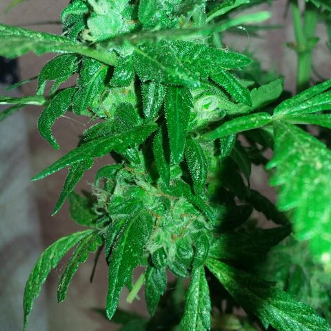 Green Crack Auto growlog timeline photo