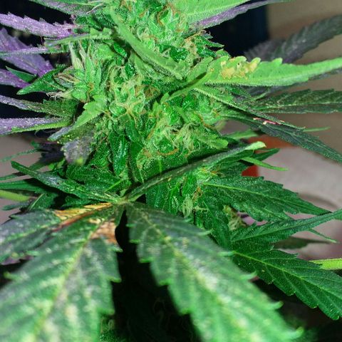 Green Crack Auto growlog timeline photo
