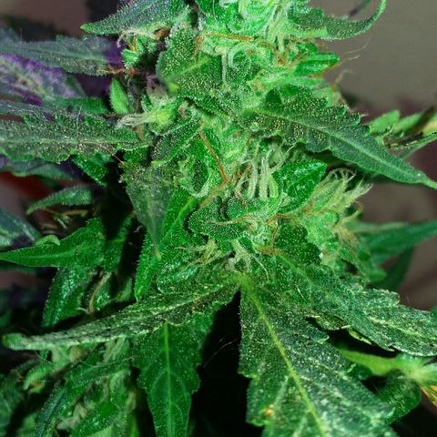 Green Crack Auto growlog timeline photo