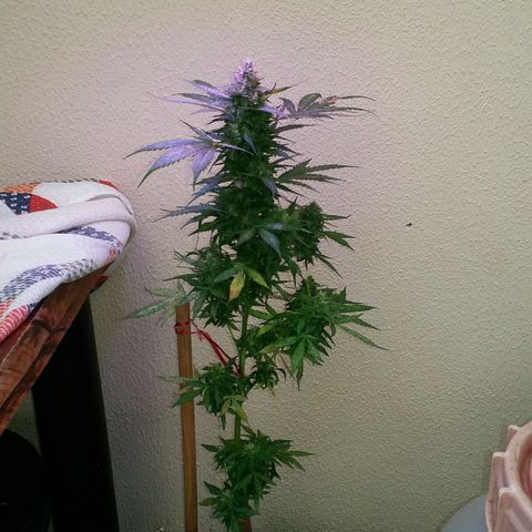 Green Crack Auto growlog timeline photo