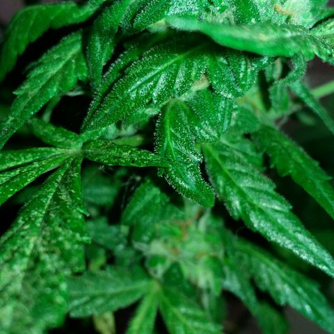 Green Crack Auto growlog timeline photo