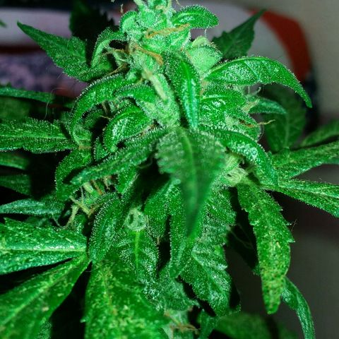 Green Crack Auto growlog timeline photo