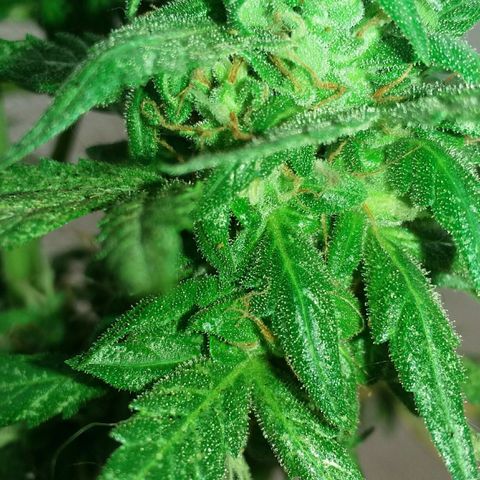 Green Crack Auto growlog timeline photo