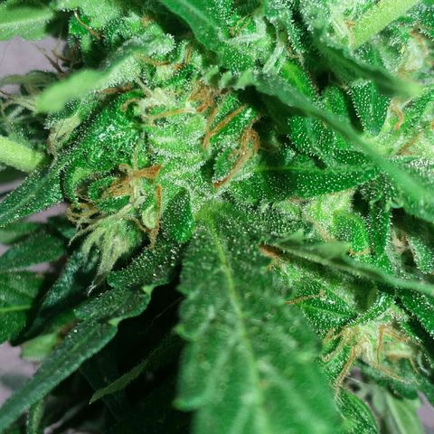 Green Crack Auto growlog timeline photo
