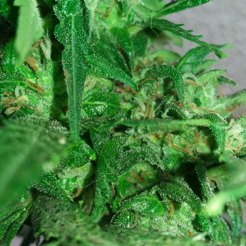 Green Crack Auto growlog timeline photo
