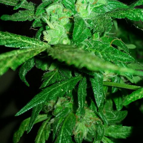 Green Crack Auto growlog timeline photo