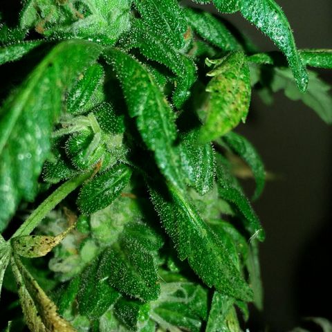 Green Crack Auto growlog timeline photo