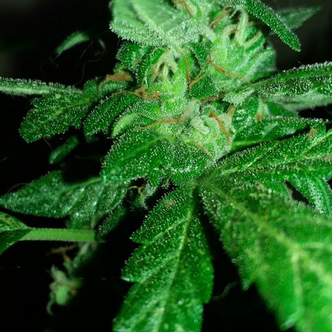Green Crack Auto growlog timeline photo