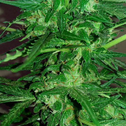 Green Crack Auto growlog timeline photo