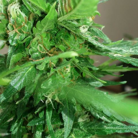 Green Crack Auto growlog timeline photo