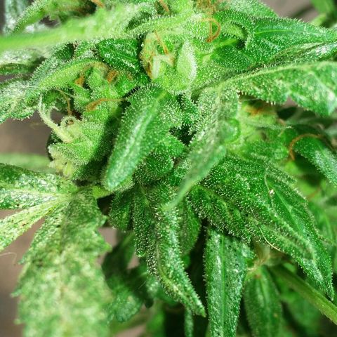 Green Crack Auto growlog timeline photo