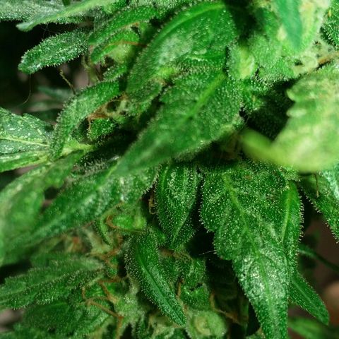 Green Crack Auto growlog timeline photo