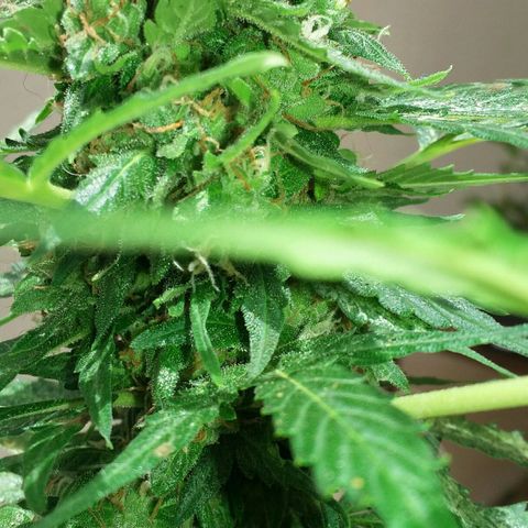 Green Crack Auto growlog timeline photo