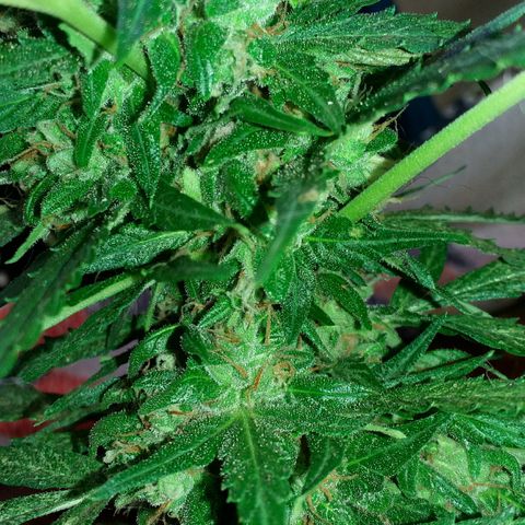 Green Crack Auto growlog photo: 10 dias antes do corte.