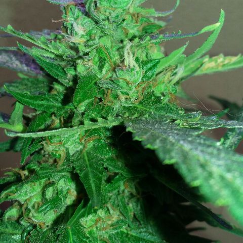 Green Crack Auto growlog photo: 10 dias antes do corte.