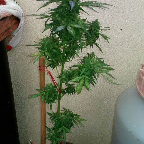 Green Crack Auto growlog photo: 10 dias antes do corte.