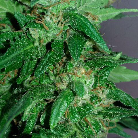 Green Crack Auto growlog timeline photo