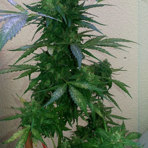 Green Crack Auto growlog timeline photo