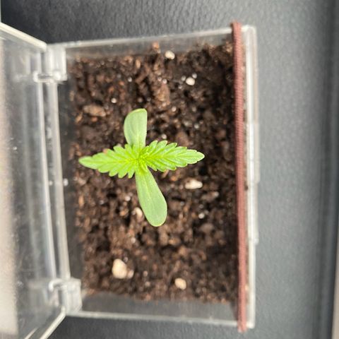 Dhanya growlog timeline photo
