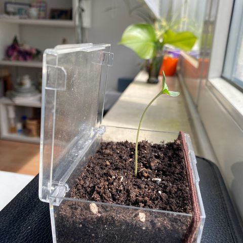 Dhanya growlog timeline photo