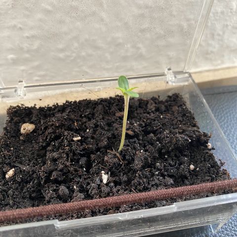 Dhanya growlog timeline photo