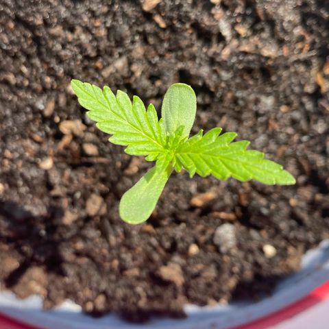 Dhanya growlog timeline photo