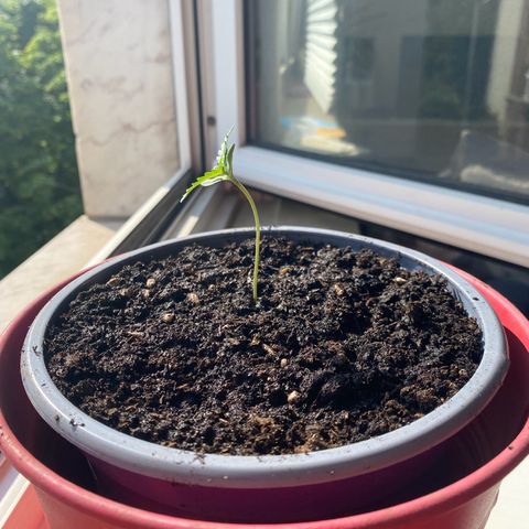 Dhanya growlog timeline photo