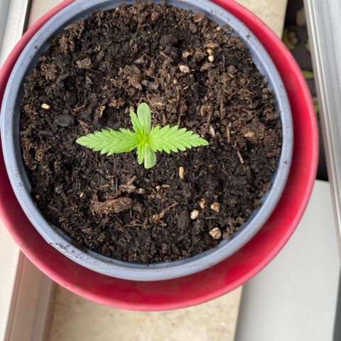 Dhanya growlog timeline photo