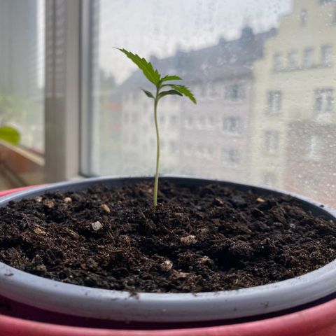 Dhanya growlog timeline photo
