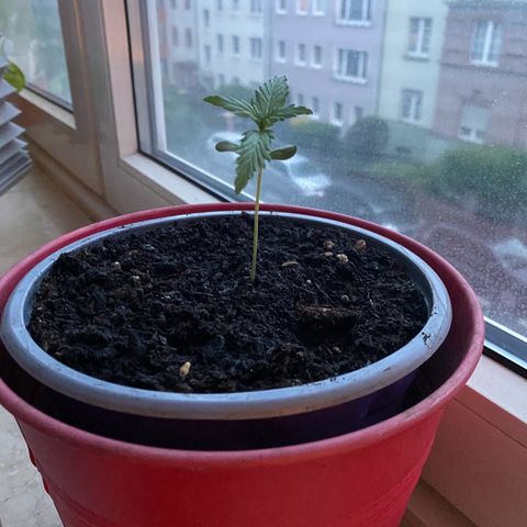 Dhanya growlog timeline photo