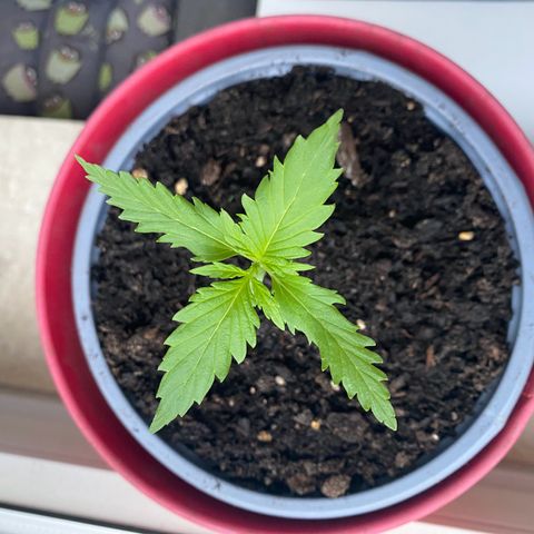 Dhanya growlog timeline photo